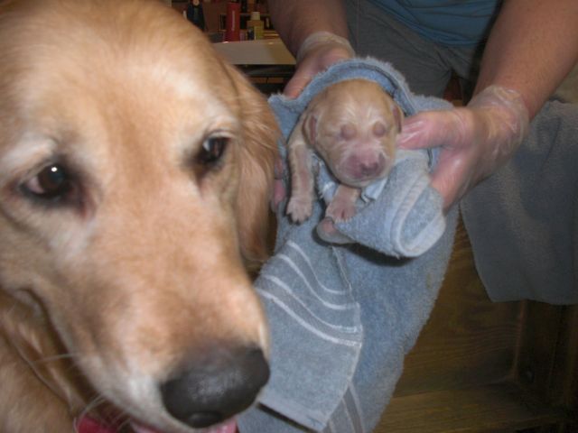pictures of puppies being born