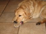 Chewing2.jpg