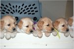 Chloeslitter1.jpg