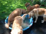 DogsinTub1.JPG