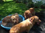 DogsinTub2.JPG