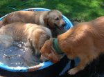 DogsinTub4.JPG