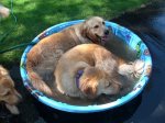 DogsinTub5.JPG