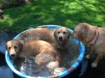 DogsinTub6.JPG