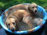 DogsinTub7.JPG