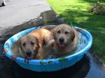 DogsinTub8.JPG