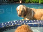 EarlyMorningSwim5.jpg