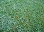 Fieldsofclover5.jpg