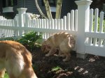 PlantingFlowers100.jpg