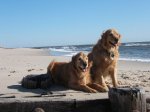 Sandy_and_Emma_at_the_beach_2.06c.JPG