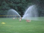 Sprinklers10.jpg