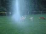 Sprinklers11.jpg