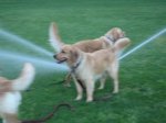 Sprinklers12.jpg