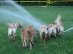 Sprinklers14.jpg