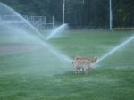 Sprinklers3.jpg