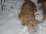 WinterVT9.jpg