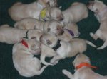 pups012.jpg