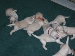 pups015.jpg