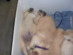 pups1