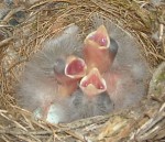 babybirds1
