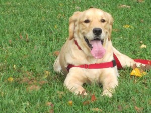 feo farm kennels- golden retrievers